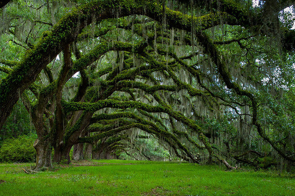 most magnificent trees 17