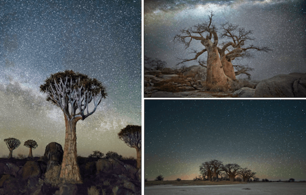 oldest trees at night pictures 1