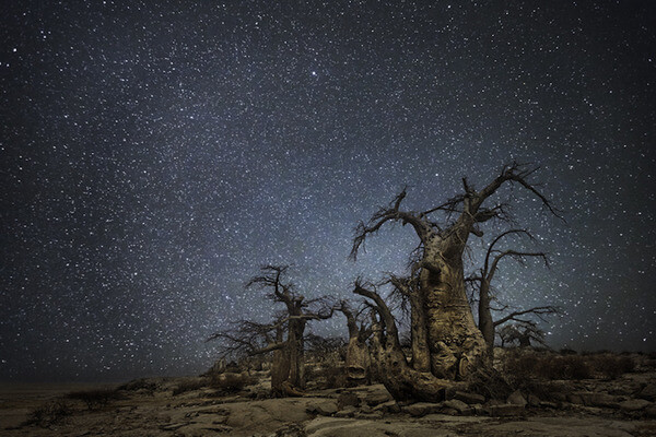 oldest trees at night pictures 4