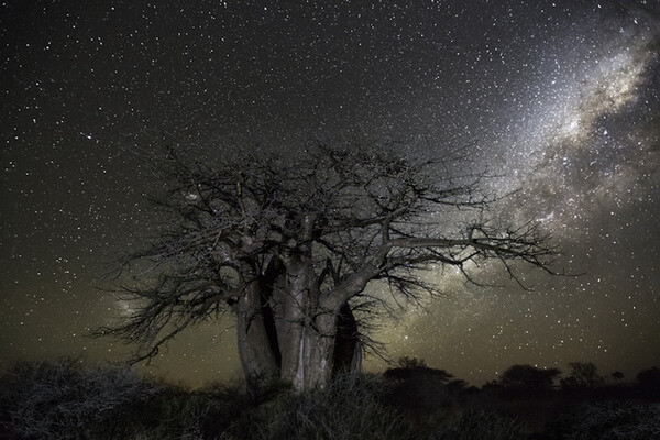 oldest trees at night pictures 5