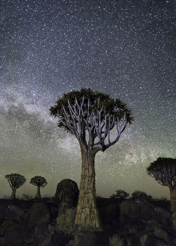 oldest trees at night pictures 8