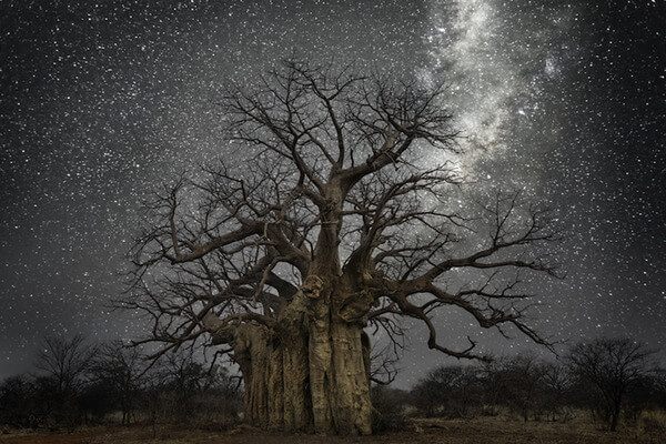oldest trees at night pictures 9