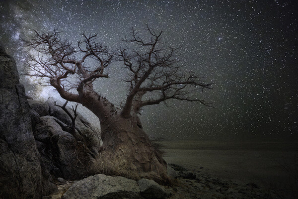 oldest trees at night pictures 10