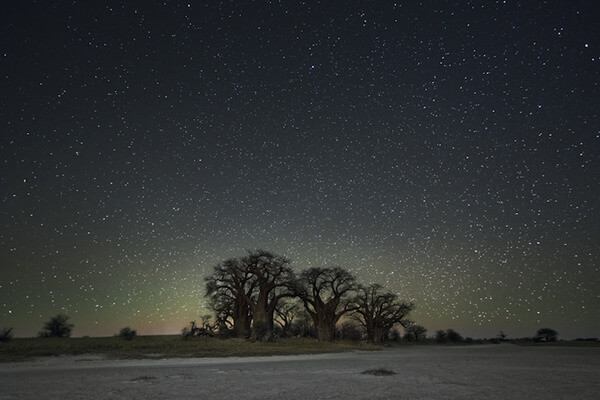 oldest trees at night pictures 11