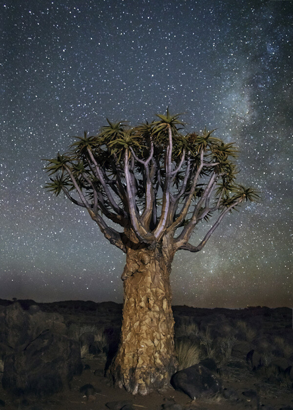 oldest trees at night pictures 12