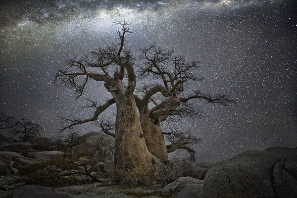 oldest trees at night pictures 14