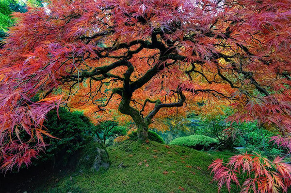 most magnificent trees 5