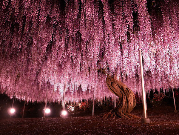 23 Beautiful Trees That Are Way Too Beautiful For This World