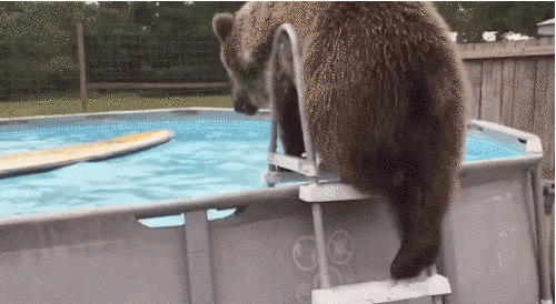 bear jumping into pool