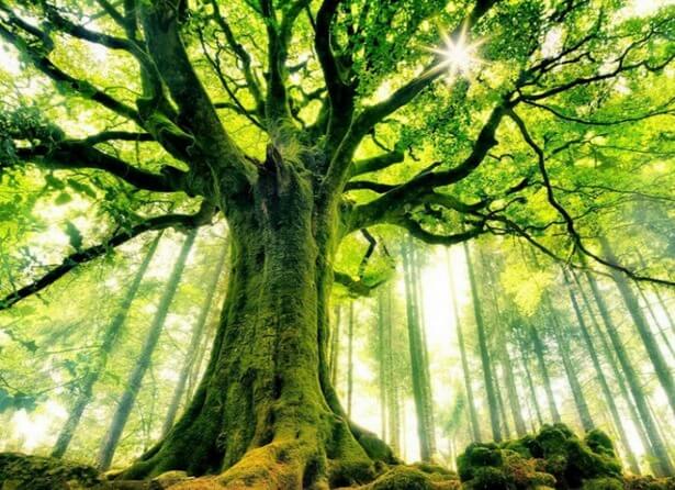 amazing trees 17