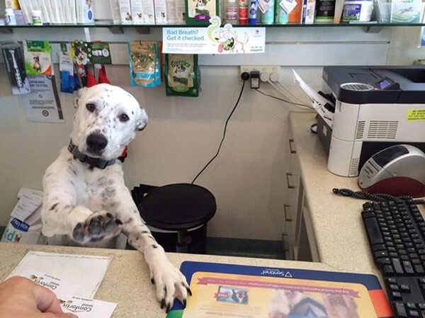 take your dog to work day 4