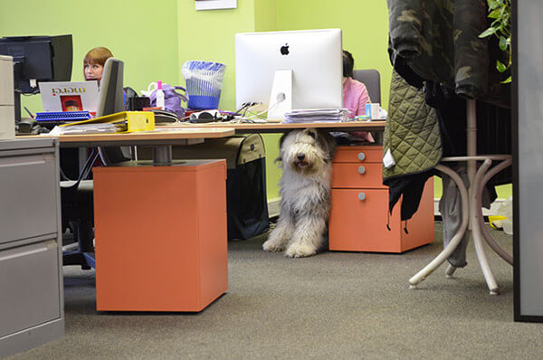 take your dog to work day 14