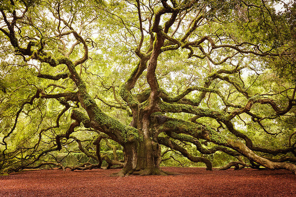 most magnificent trees 9