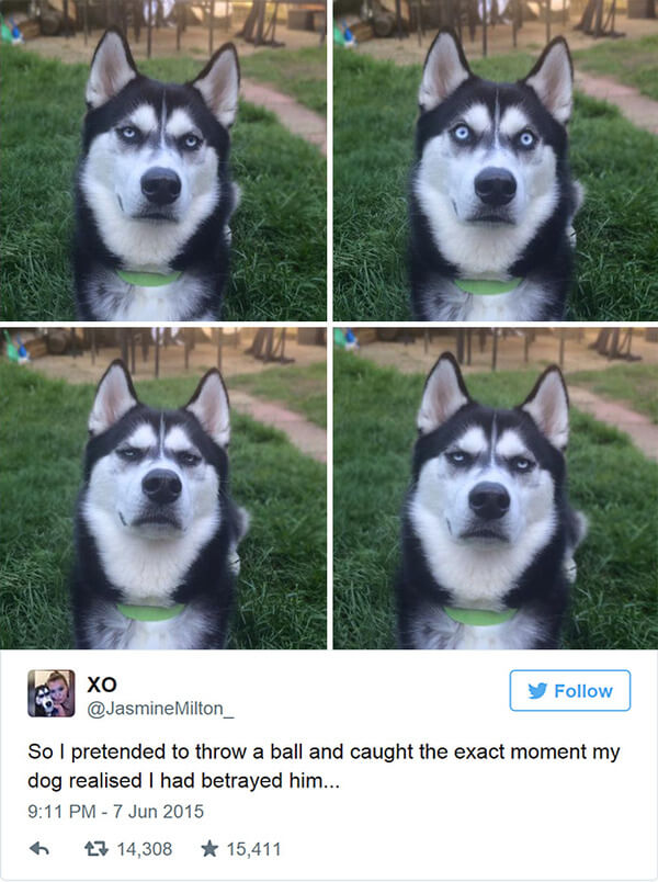 the exact moment a dog was tricked 1