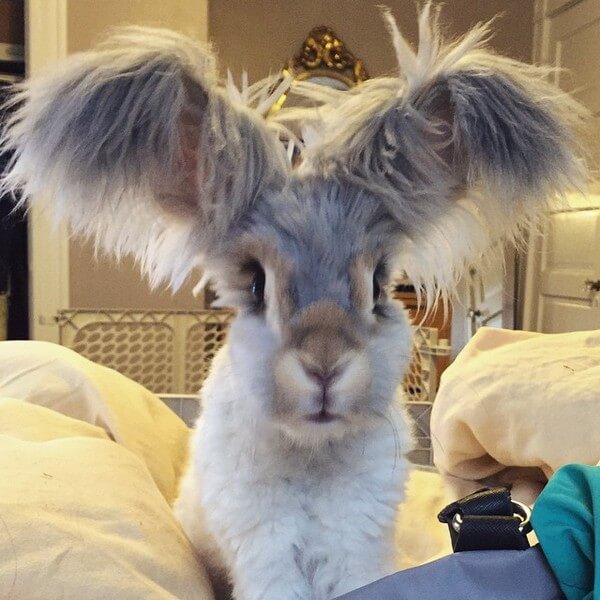 wally big ears rabbit 1
