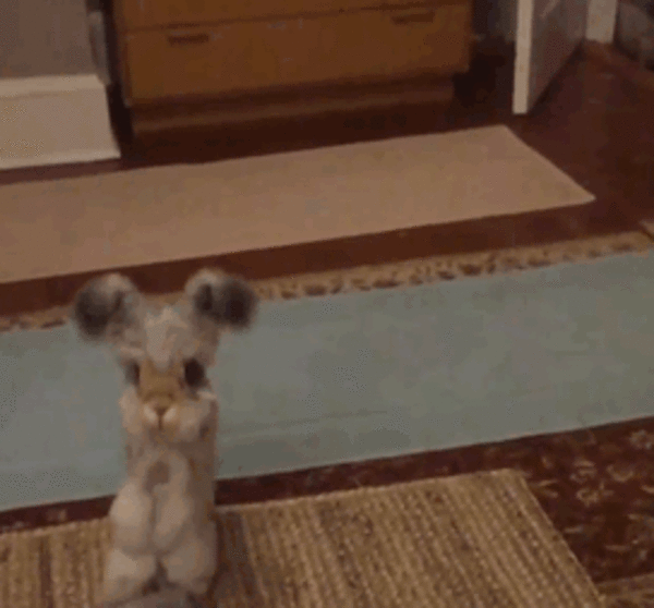 wally big ears rabbit 3