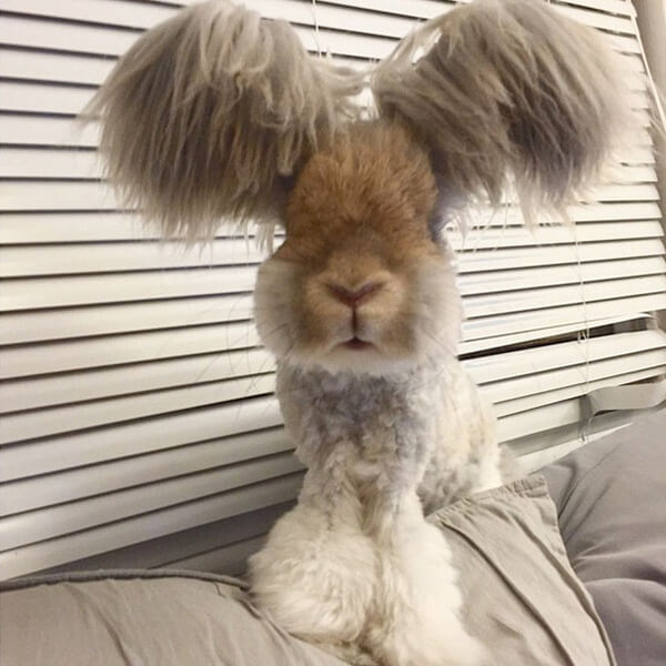 wally big ears rabbit 8