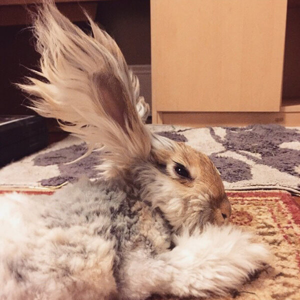 wally big ears rabbit 5