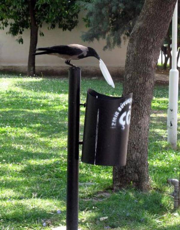 crow cleaning after him 4