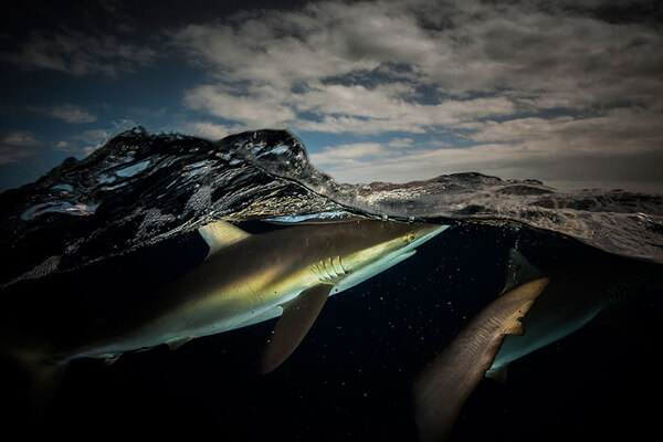 The Best Of Both Worlds - Spectacular Half Submerged Photos By Matty Smith