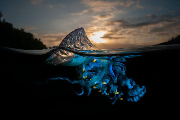 The Best Of Both Worlds - Spectacular Half Submerged Photos By Matty Smith