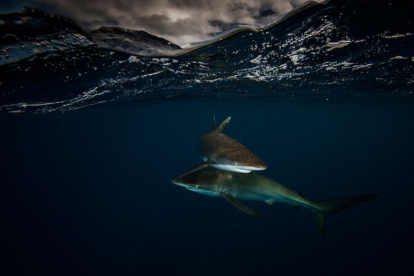 The Best Of Both Worlds - Spectacular Half Submerged Photos By Matty Smith