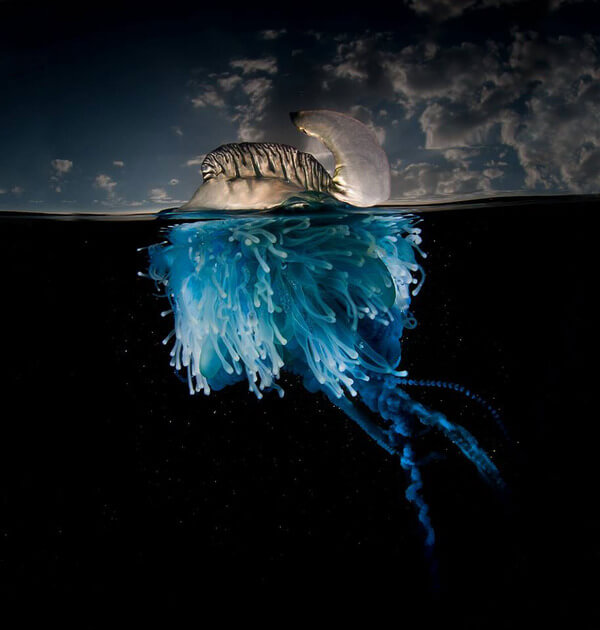 The Best Of Both Worlds - Spectacular Half Submerged Photos By Matty Smith