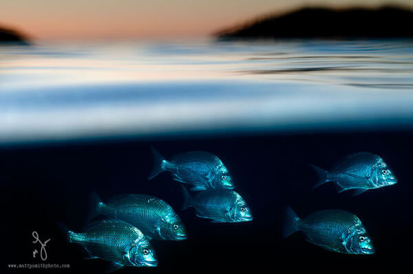 The Best Of Both Worlds - Spectacular Half Submerged Photos By Matty Smith