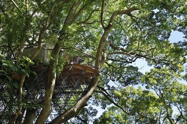 japan's largest treehouse 3