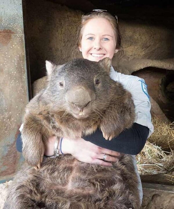 worlds oldest living wombat 11