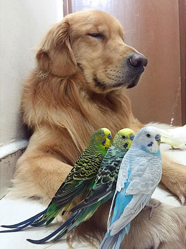 dog and 8 birds friendship 20