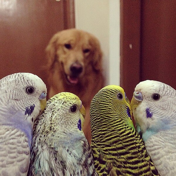 dog and 8 birds friendship 9