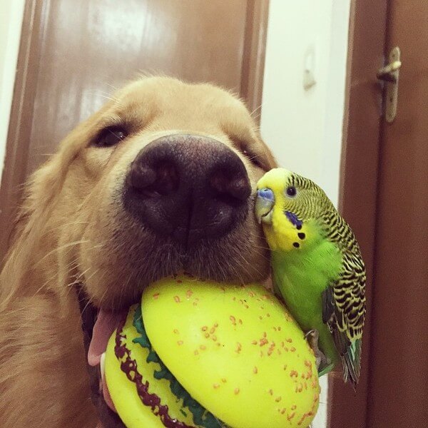 dog and 8 birds friendship 15