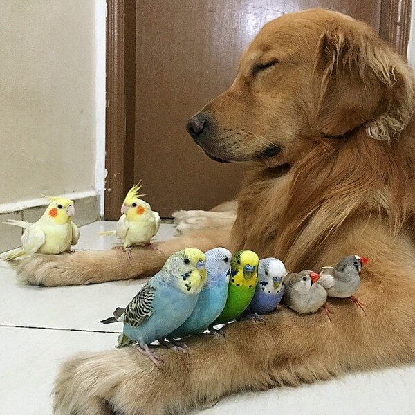 dog and 8 birds friendship 14