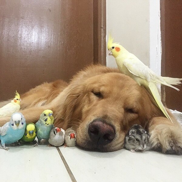 dog and 8 birds friendship 24