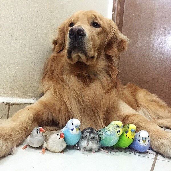 dog and 8 birds friendship 2