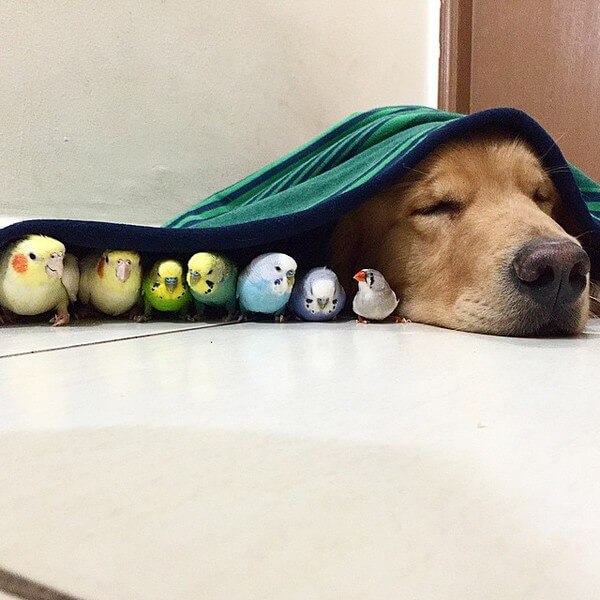 dog and 8 birds friendship 4