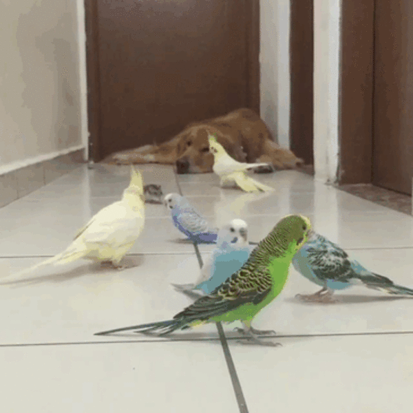 dog and 8 birds friendship 13