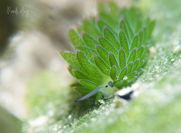 leaf sheep sea slugs 10