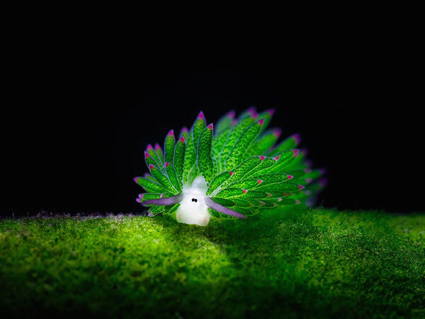 leaf sheep sea slugs 11