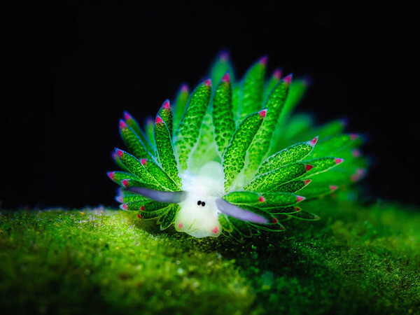 leaf sheep sea slugs 1