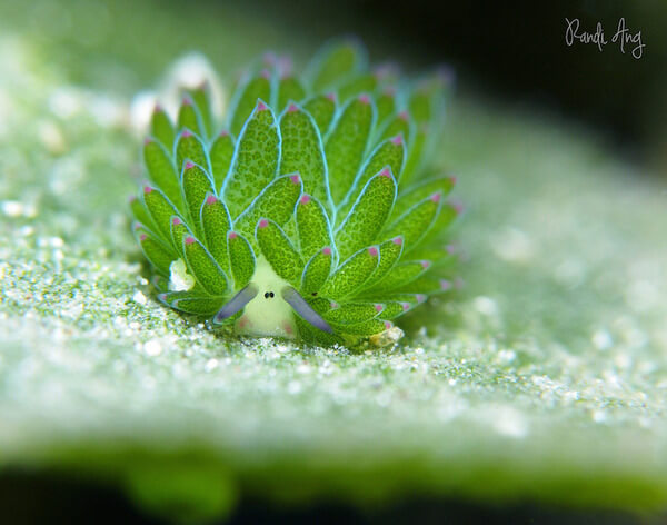 leaf sheep sea slugs 2