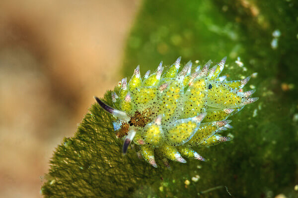 leaf sheep sea slugs 5