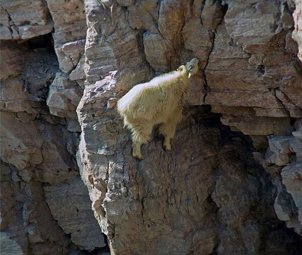 mountain goats climb 18