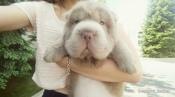 dog looks like a donkey 1