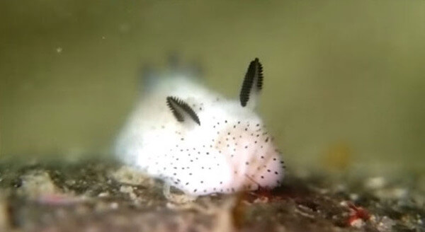 bunny sea slug 1