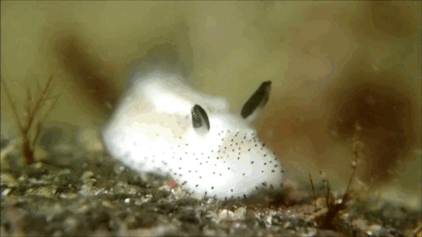 bunny sea slug 5