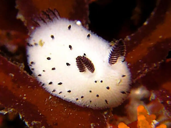bunny sea slug 6