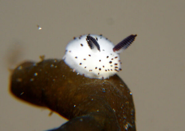 bunny sea slug 3