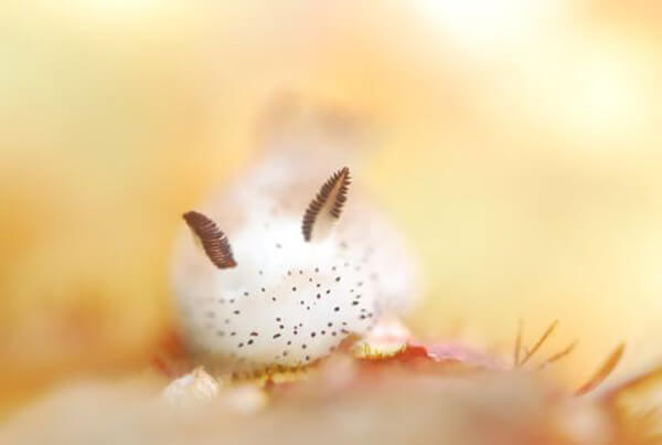 bunny sea slug 7